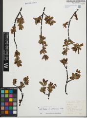 Foto von Salix foetida Schleich. ex DC. x Salix waldsteiniana Willd.